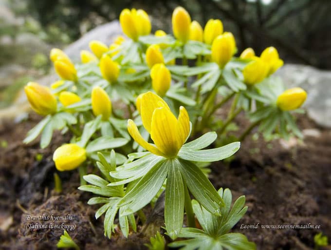 Eranthis hyemalis